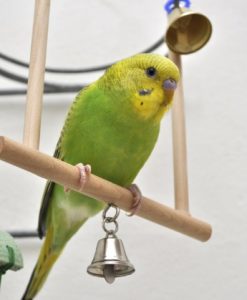 bird perching