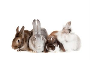 rabbit group