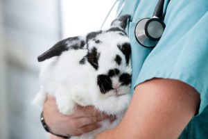doctor holding rabbit