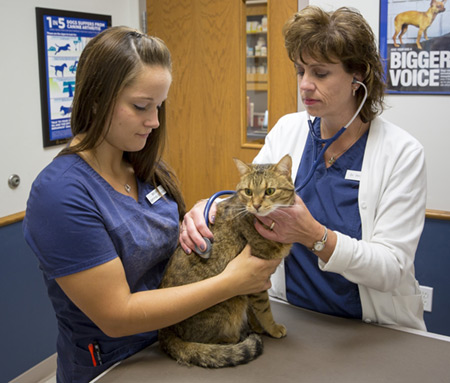 veterinary technicians