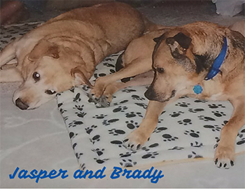 Jasper and Brady with names