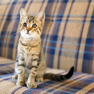 declaw furniture