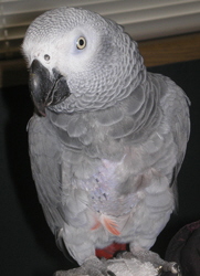 Alaena, an African grey parrot, perched, a bare patch on her chest