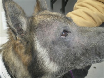 Ali, a shepherd mix, nearly bald, with gray, thickened skin on his head and neck
