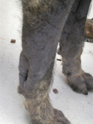 Ali’s front legs, bare and thickened