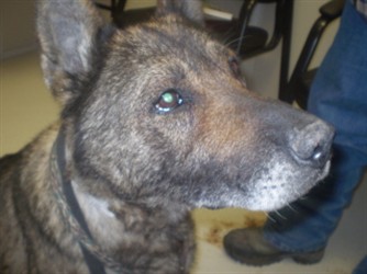 Ali’s head, brindle hair filling back in