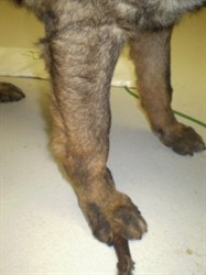 Ali’s front legs, covered in hair again