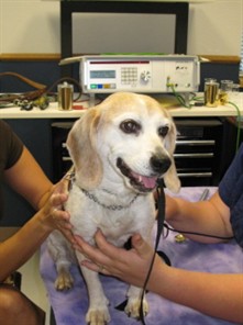Ani, a beagle mix, held on the treatment table in front of the BICOM device
