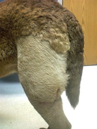 Close-up of Arnold’s back leg, a bare, shaved patch over the wounds