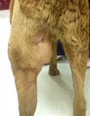 Arnold’s curly tan hind legs from behind, before treatment
