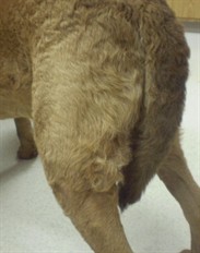 Arnold’s curly tan hind legs from behind, during treatment