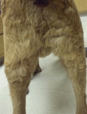 Arnold’s hind legs from behind, healed
