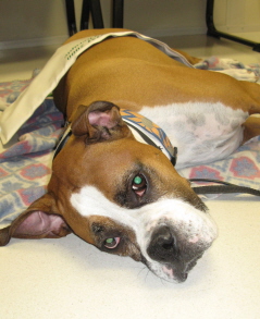 Barry, a brown-and-white boxer, lying on his side on a towel