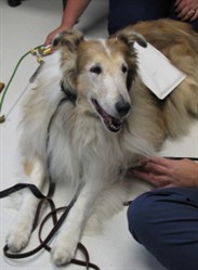 Beau, a long-haired sable dog, standing on the treatment mat with BICOM leads attached