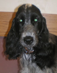 Bree Anna, a black-and-white spaniel