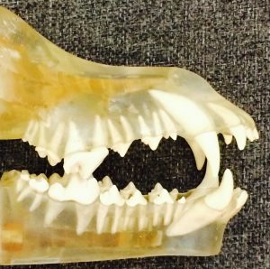 canine teeth closed