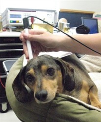 Chip, a small dachshund mix, resting on a cushion during a BICOM treatment