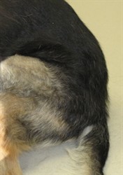 Duke’s hind end with a much fuller coat