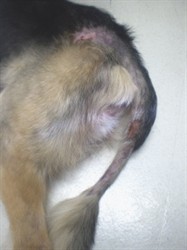 Duke’s hind end, the hair sparse over bare pink skin