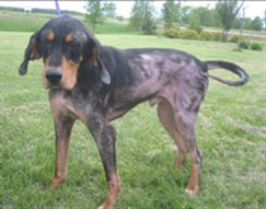 Eddie, a black-and-tan hound, stands in a field with patchy hair loss and bare gray skin
