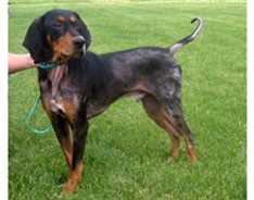 Eddie in the grass, dark hair growing back over his patchy skin