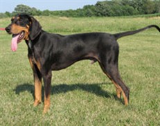 Eddie standing in the grass with a full, glossy black-and-tan coat