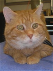 Fred, an orange tabby cat, lying on a blue blanket
