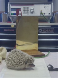 A hedgehog on the table in front of the BICOM device