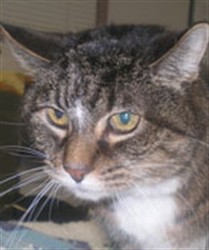 Matty, a gray tabby cat, close up