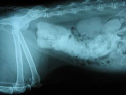 An x-ray of Merlin’s abdomen before treatment