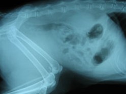 An x-ray of Merlin’s abdomen after treatment