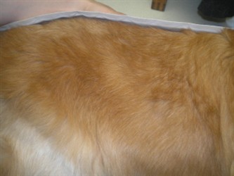 Midas’s flank with the golden coat grown back