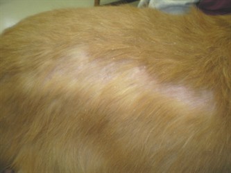 Midas’s golden flank with a bald, flaky patch