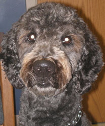 Mike, a dark gray curly-coated dog