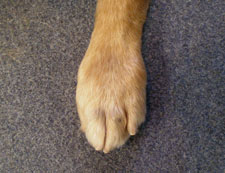 Orion’s front paw, healed, the hair grown back