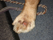 Orion’s front paw with a red, hairless sore on top
