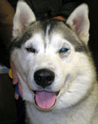 Q, a husky, with crusty, hairless patches around both eyes