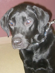 Remi, a black Labrador with a full, shiny coat