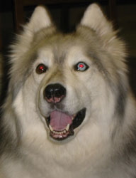 River, a fluffy tan-and-white dog, smiling at the camera
