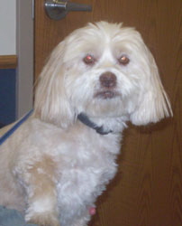 Rufus, a small fluffy white dog