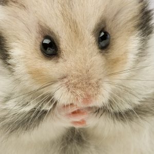 small mammal chewing
