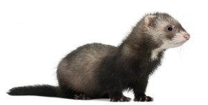 ferret
