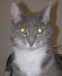 Socks, a gray-and-white cat