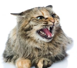 spay neuter aggression 2