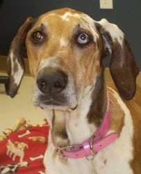 Zena, a hound mix in a pink collar, sitting up