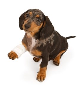 bandage