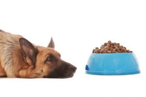 dog food