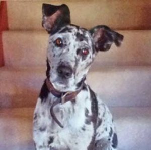 Lexus the Great Dane mix
