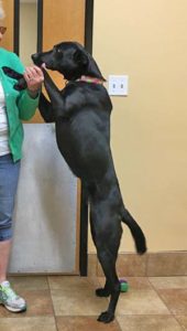 Black Lab mix on her hind legs