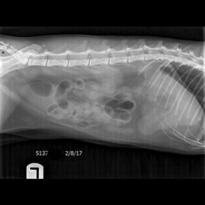 X-ray for foreign body